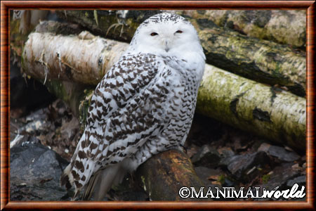 Harfang des neiges (Bubo scandiacus)