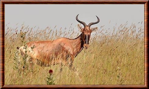 Hartebeest