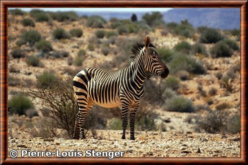 Hartmanns zebra Equus hartmannae