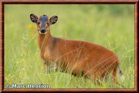 Harvey's duiker Cephalophus harveyi.jpg