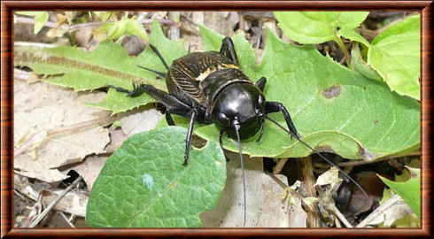 Insecte hémimétabole