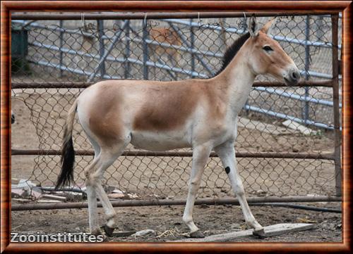 Hemione Beifang Forest Zoo