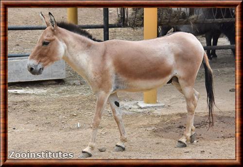 Hemione (Equus hemionus)