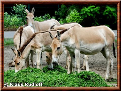 Hemione zoo de Berlin