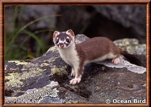 Hermine (Mustela erminea)