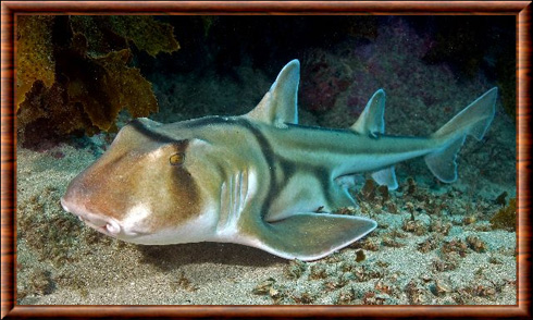 Requin hétérodontiforme