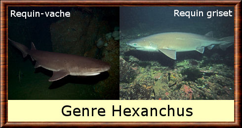 Hexanchus