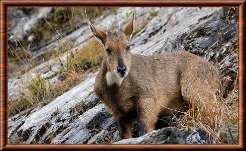 Himalayan goral