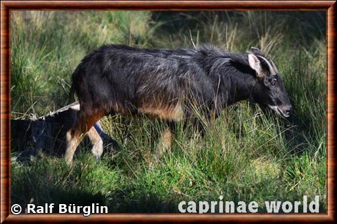 Himalayan serow (Capricornis thar)