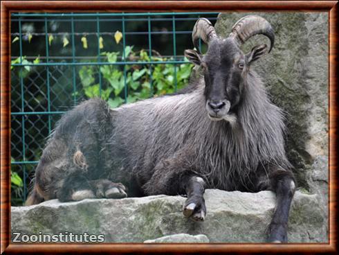 Himalayan tahr