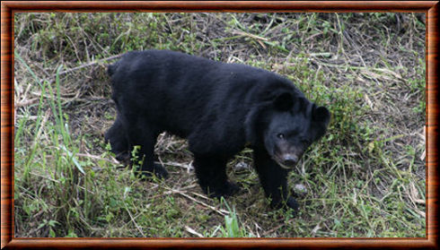 Himalayan black bear