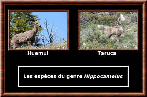 Hippocamelus