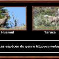 Hippocamelus