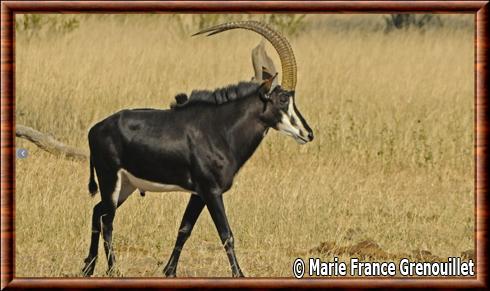 Hippotrague noir male