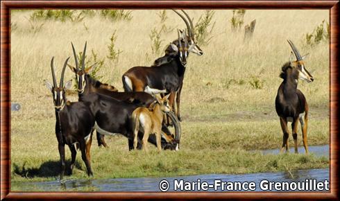 Hippotrague noir zimbabwe