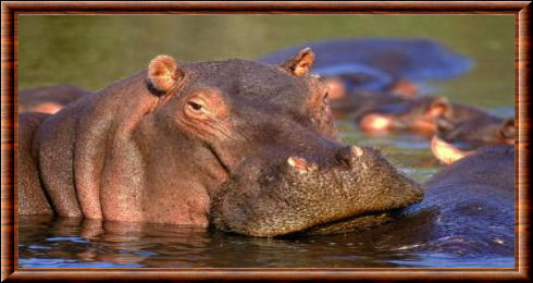 Hippopotame