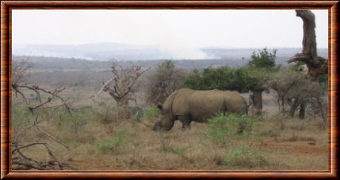 Rhinocéros blanc