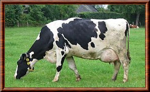 Holstein