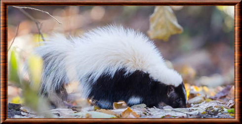 Hooded skunk
