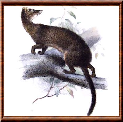 Hose's palm civet