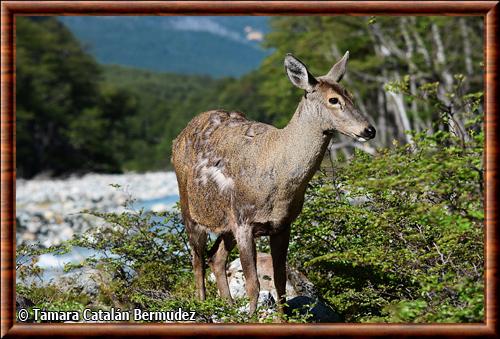 Huemul femelle