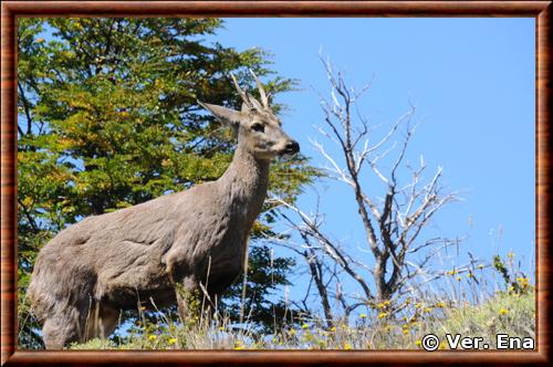 Huemul (Hippocamelus bisulcus)