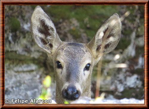 Huemul juvenile gros plan