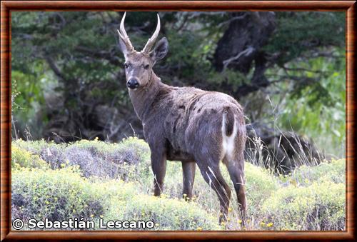 Huemul 02