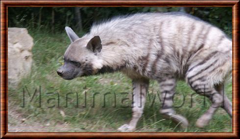 Hyaena hyaena