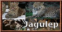 Jagulep