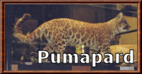 Pumapard