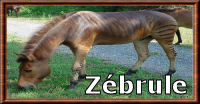 Zébrule