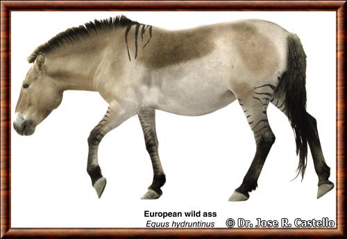 Hydrontin (Equus hydruntinus)
