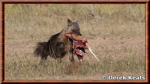 Hyene brune parc national Kgalagadi