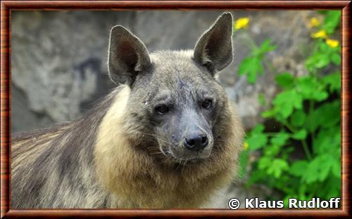 Hyene brune portrait