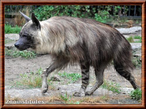 Hyene brune zoo Berlin