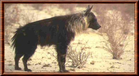 Hyène brune 01