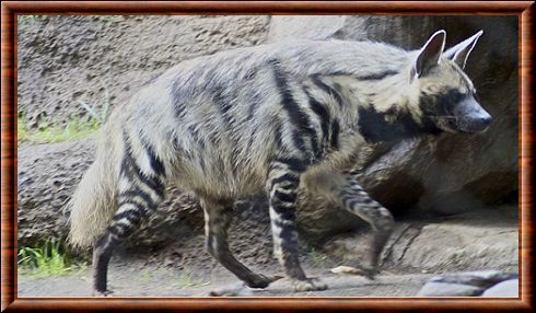 Hyène rayée (Hyaena hyaena)