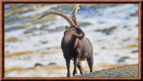 Iberian ibex
