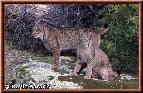 Iberian lynx (Lynx pardinus)