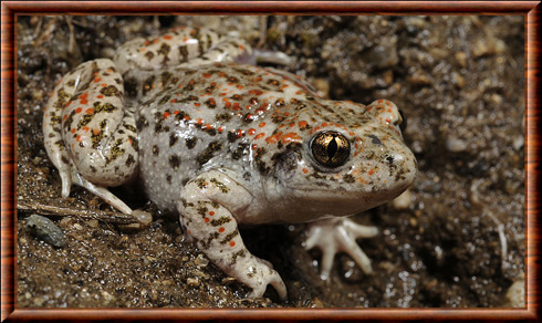 Iberian midwife toad