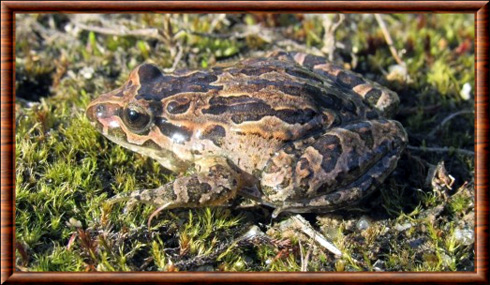 Iberian painted frog