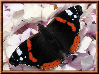 Imago