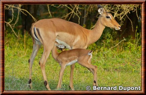 Impala (Aepyceros melampus) femelle