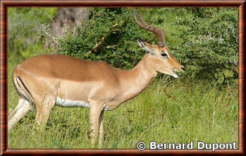 Impala (Aepyceros melampus) male