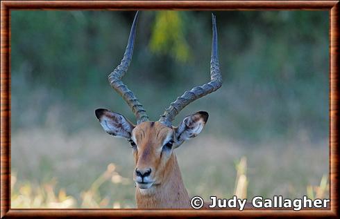 Impala portrait