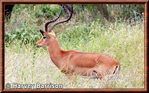 Impala (Aepyceros melampus)