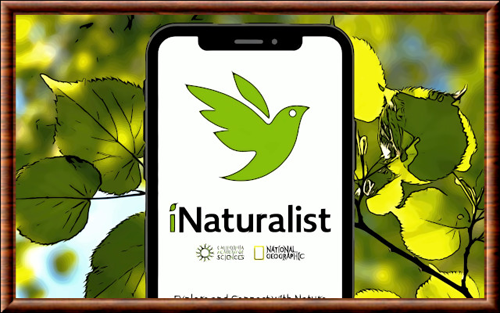 iNaturalist