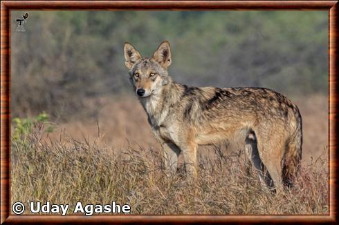 Indian gray wolf