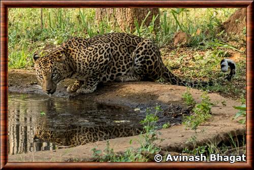 Indian leopard (Panthera pardus fusca)